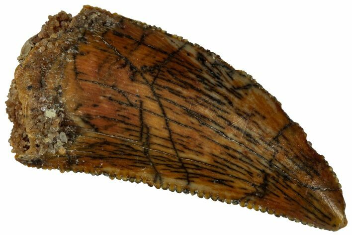 Serrated, Raptor Tooth - Real Dinosaur Tooth #295945